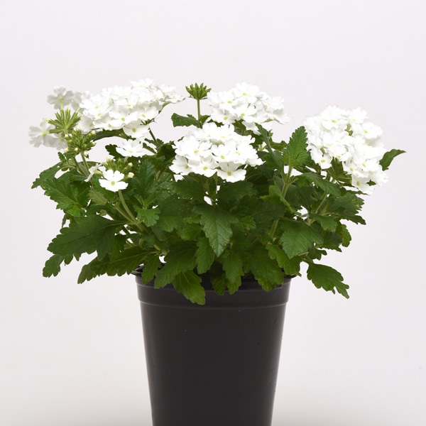 Verbena Cadet White