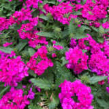 Verbena Lindolena Magenta Lplverlma - Garden Express Australia