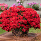 Verbena Lindolena Red Lplverlrd - Garden Express Australia