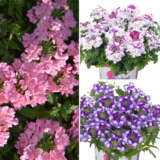 Verbena Pastels Collection Colverpco - Garden Express Australia