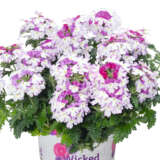 Verbena Wicked Purple