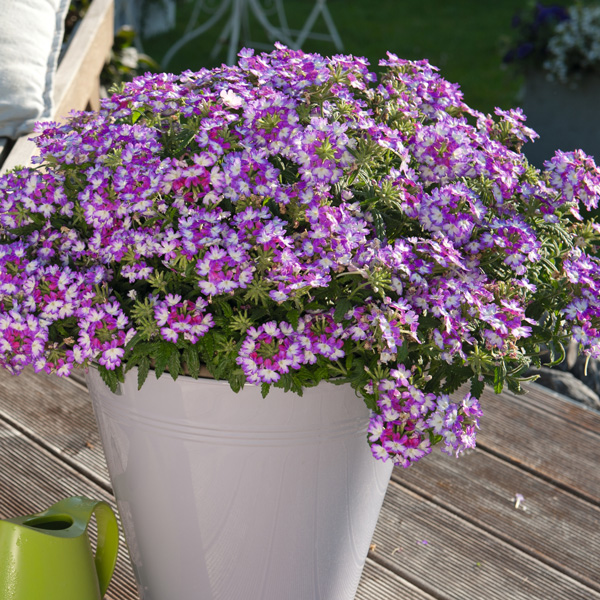 Verbena Wicked Purple