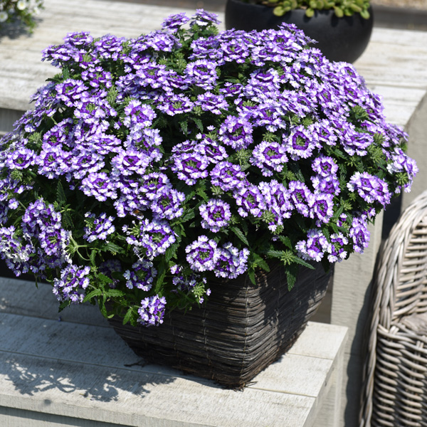 Verbena Wicked Purple