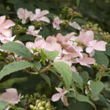 Viburnum Pink Beauty Lpovibpbe - Garden Express Australia