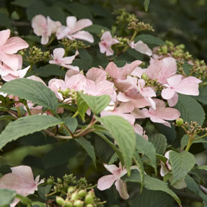 Viburnum Pink Beauty