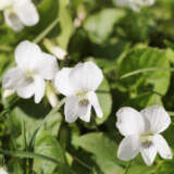 Viola White Lpoviowhi - Garden Express Australia