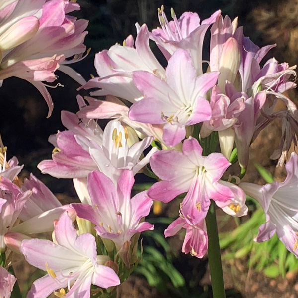 Agapanthus Blush Pink