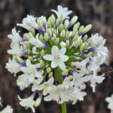 Agapanthus Eversparkle 1 - Garden Express Australia