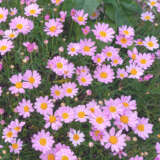 Argyranthemum Comet Pink Bunch Of Blooms - Garden Express Australia