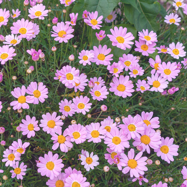 Argyranthemum Comet Pink Bunch Of Blooms