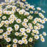 Argyranthemum Comet White Bunch Of Blooms - Garden Express Australia