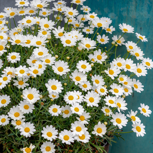 Argyranthemum Comet White Bunch Of Blooms