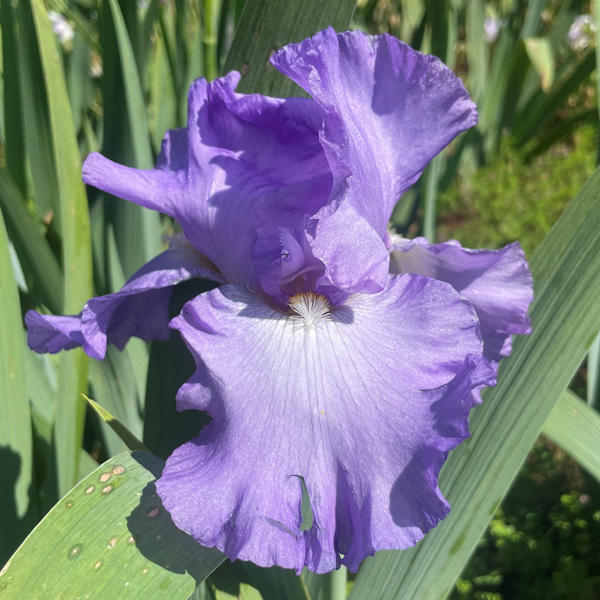 Bearded Iris Lavender