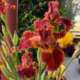 Bearded Iris Rustler 2025 Pkbirrus - Garden Express Australia