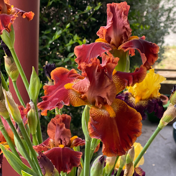 Bearded Iris Rustler