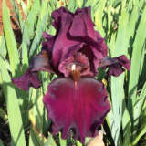 Bearded Iris Thriller 2025 Pkbirthr - Garden Express Australia