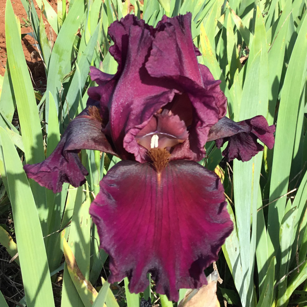 Bearded Iris Rustler