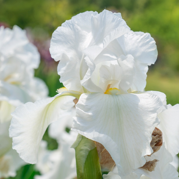 Bearded Iris Rustler