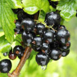 Black Currant Pkblacur - Garden Express Australia