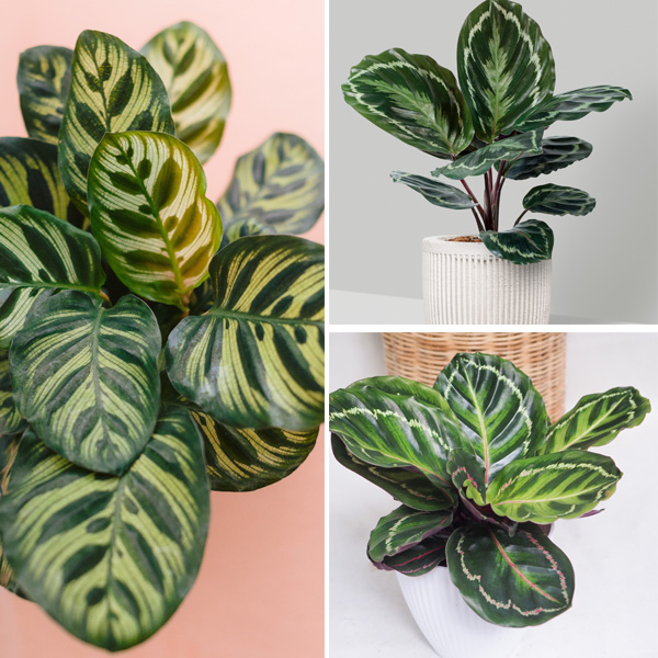 Calathea Collection