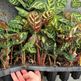 Calathea Makoyana Peacock Plant Trio