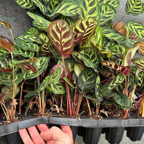 Calathea Makoyana Peacock Plant Trio