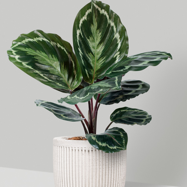 Calathea Medallion Trio