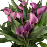 Calla Lily Grape Velvet