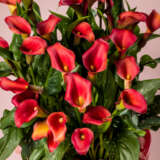 Calla Lily Bloody Mary 2 Pkcalbma - Garden Express Australia