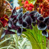 Calla Lily Cantor Pkcalcan - Garden Express Australia