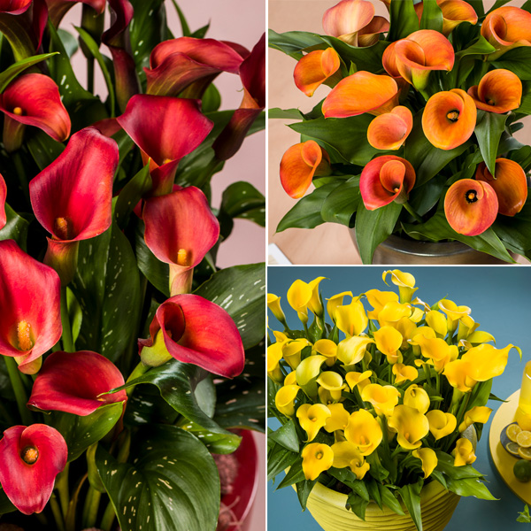 Calla Lily Collection 4