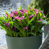 Calla Lily Grape Velvet 2 Pkcalgve - Garden Express Australia