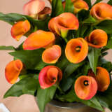 Calla Lily Orange Pride Pkcalopr - Garden Express Australia