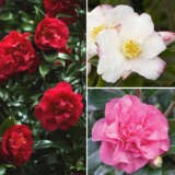 Camellia Collection 1 Colcamcol - Garden Express Australia