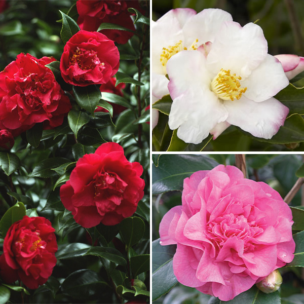 Camellia Collection 1