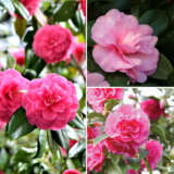 Camellia Collection 2 Colcamco2 - Garden Express Australia