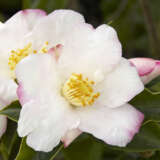 Camellia Fukuzutsumi 14 Cfg - Garden Express Australia