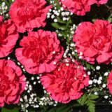 Carnation Cervantes P68carcer - Garden Express Australia