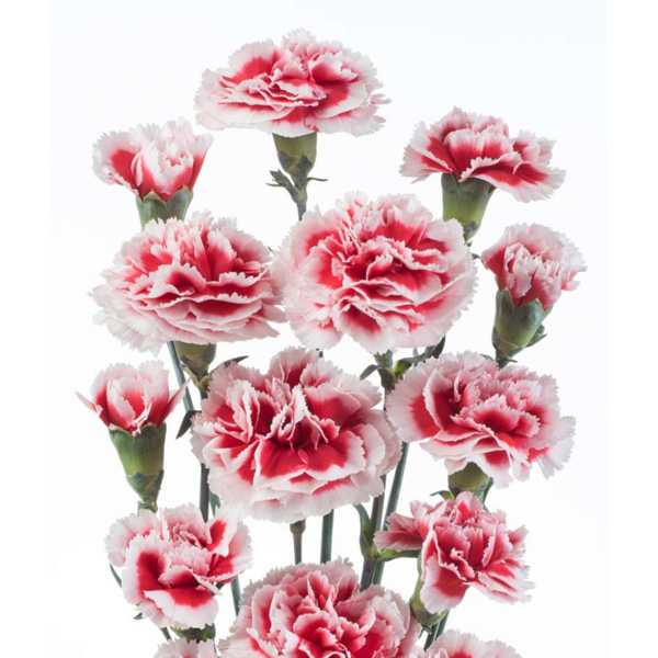 Carnation Pinata Bicolour Cerise