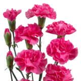 Carnation Pinata Hot Pink P68carphp - Garden Express Australia