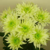 Chrysanthemum Baltica Lime P10chrplm - Garden Express Australia