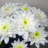 Chrysanthemum Baltica P10chrbal - Garden Express Australia