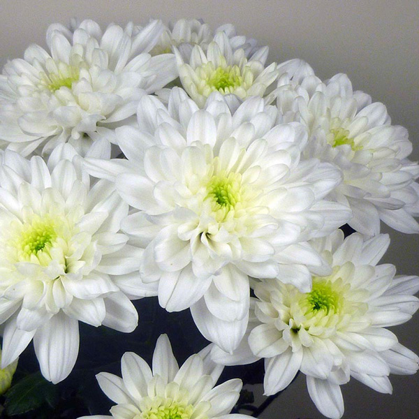 Chrysanthemum Baltica