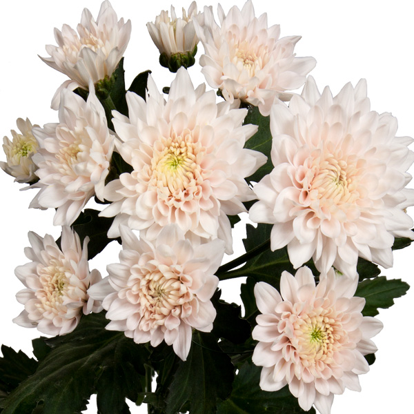 Chrysanthemum Champagne Light Pink