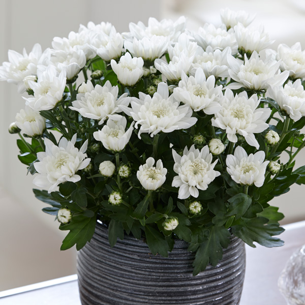 Pot Mum Chrysanthemum Chrystal Collection 2