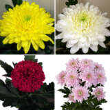 Chrysanthemum Collection 1 Colchrco1 - Garden Express Australia