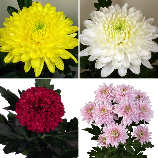 Chrysanthemum Collection 1