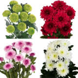 Chrysanthemum Collection 2 Colchrco2 - Garden Express Australia