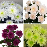 Chrysanthemum Collection 3 Colchrco3 - Garden Express Australia