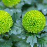 Chrysanthemum Feeling Green P10chrfgr - Garden Express Australia